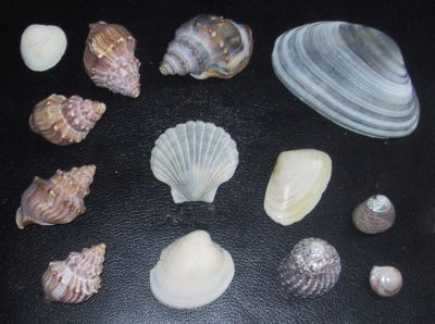 images/nl-07-shells.jpg